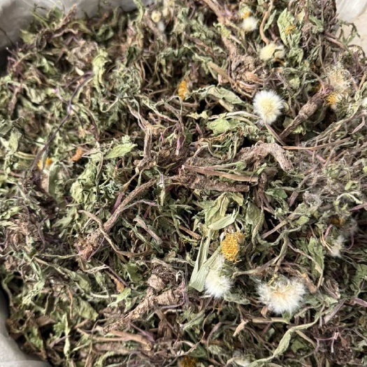玉林蒲公英