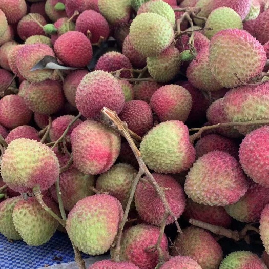 灵山县妃子笑荔枝