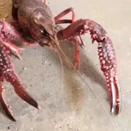 洪湖市小龙虾 鲜活发货