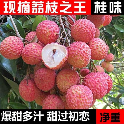 【冷链空运包邮】爽甜多汁桂花香味高州桂味荔枝新鲜水果现摘现发