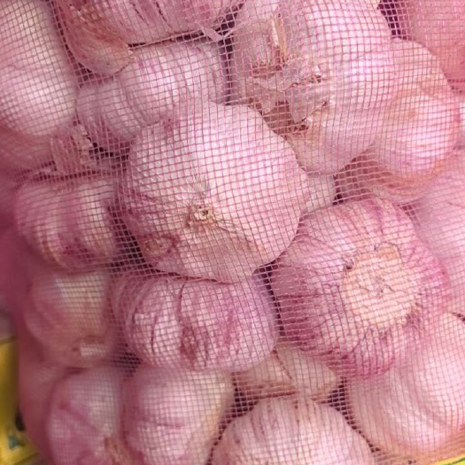 杞县河南开封杞县新鲜红皮蒜 干蒜 天然健康食材 大蒜批发零售