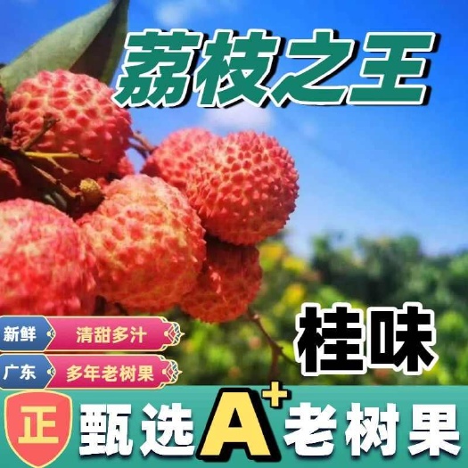 漳州桂味荔枝现摘现发上午摘下午发新鲜包邮到家坏果包赔