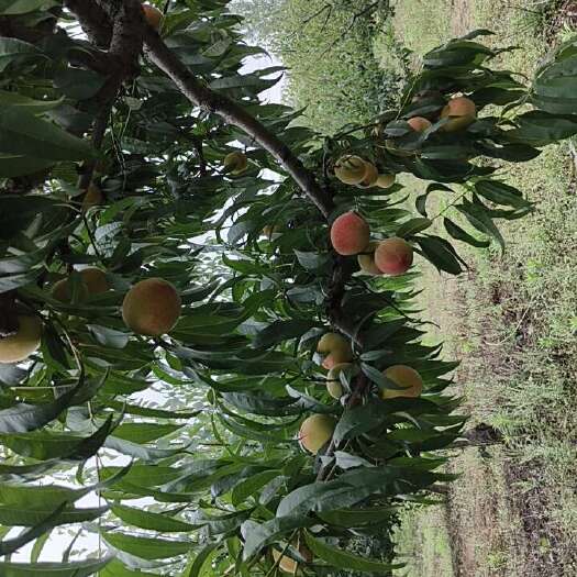 南京金香玉黄桃