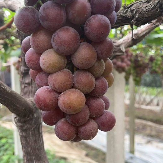 绍兴夏黑葡萄