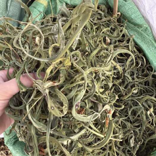 玉林化石草 小叶金钱草