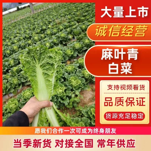 【推荐】湖北高山精品毛白菜 麻叶青 邹皮白菜 青口白