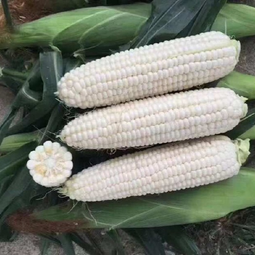 新鲜花玉米 甜糯带壳整车代发产地直供