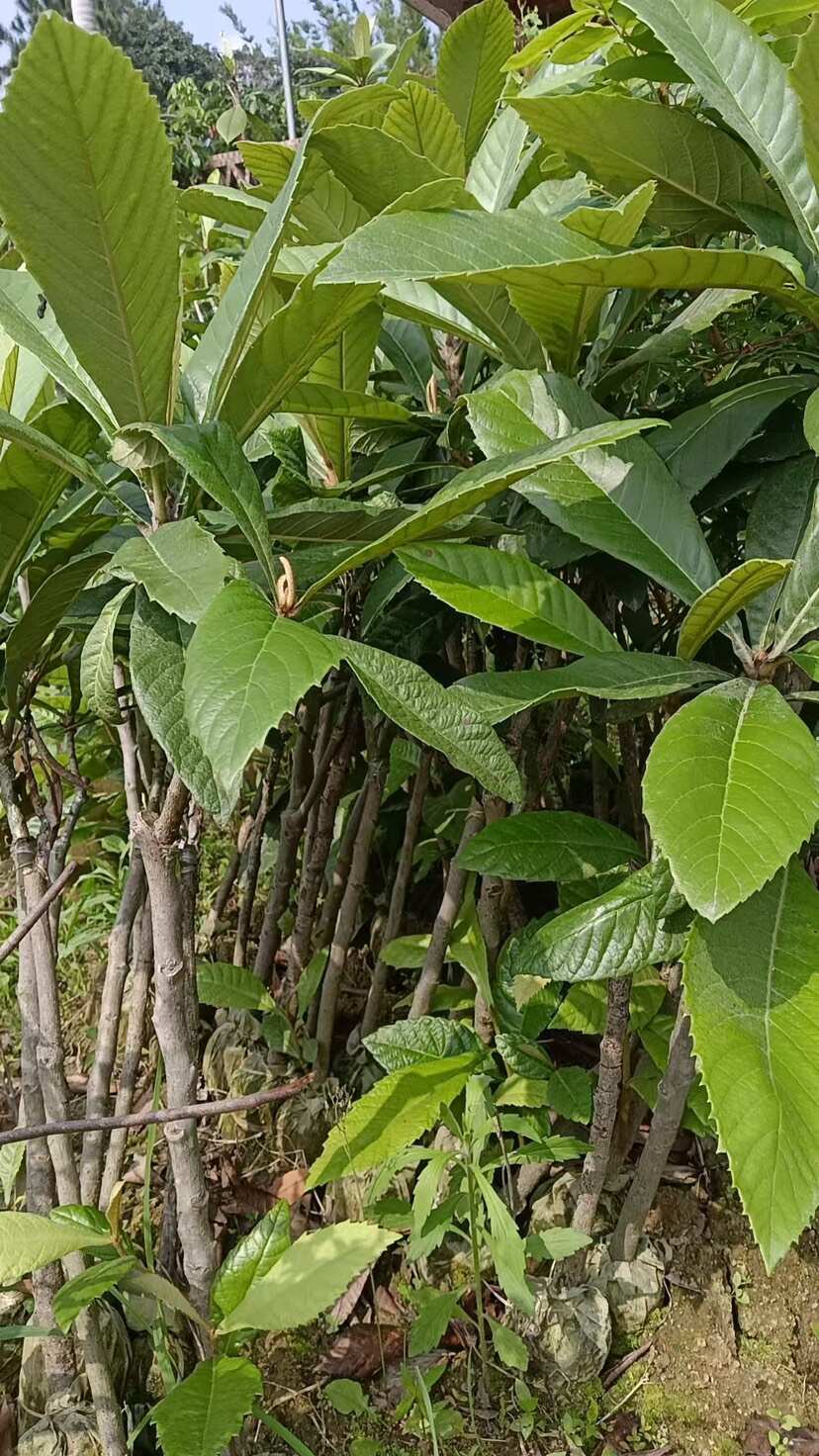 广西灵山优质枇杷树苗 快递发货 果大味甜 抗病性强 易成活