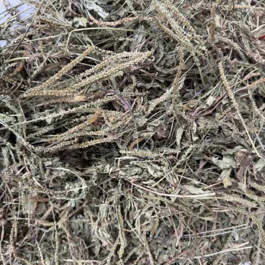 车前草