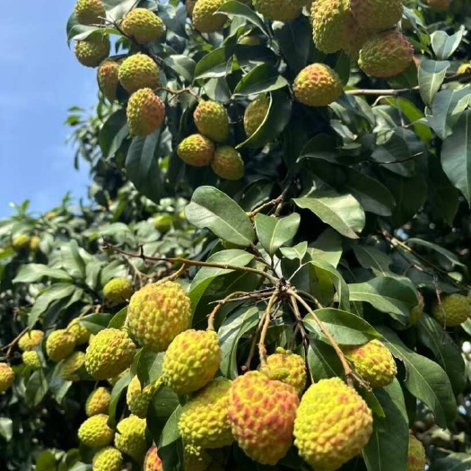 广州广东广州增城仙进奉荔枝 鲜红色精品果 支持整车快递发货