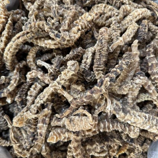 玉林地参