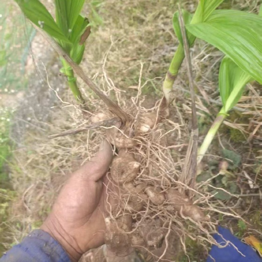 安福县中药材白芨苗，黄精苗