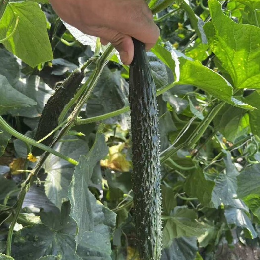 凌海市黄瓜基地 带刺 顶花短把黄瓜，大量有货