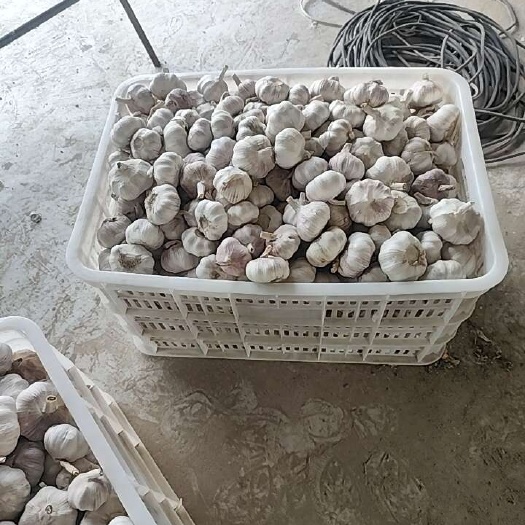 睢宁县大蒜，净蒜