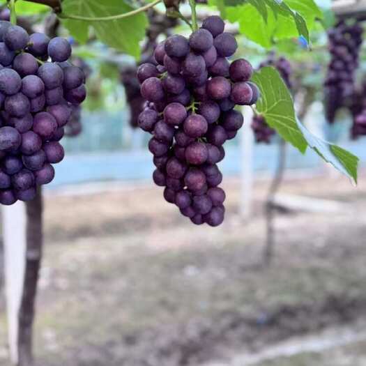 夏黑葡萄