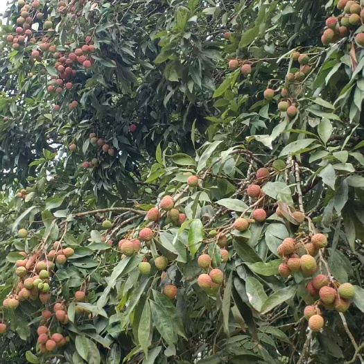荔枝