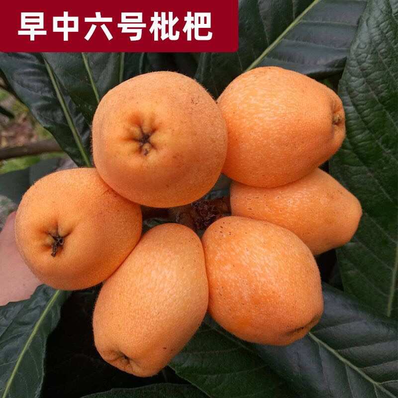 广西灵山优质枇杷树苗 快递发货 果大味甜 抗病性强 易成活