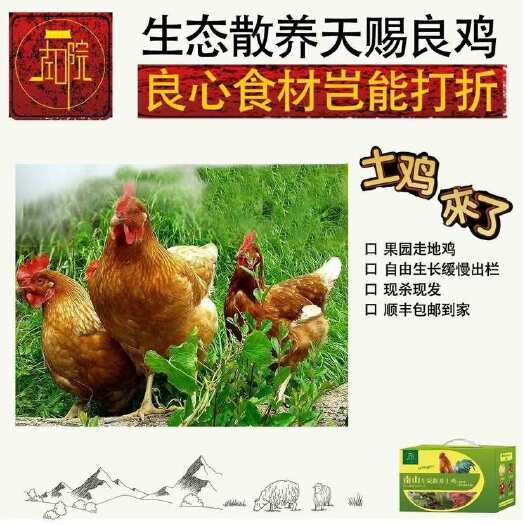 乌鲁木齐新疆南山左院散养走地鸡土鸡