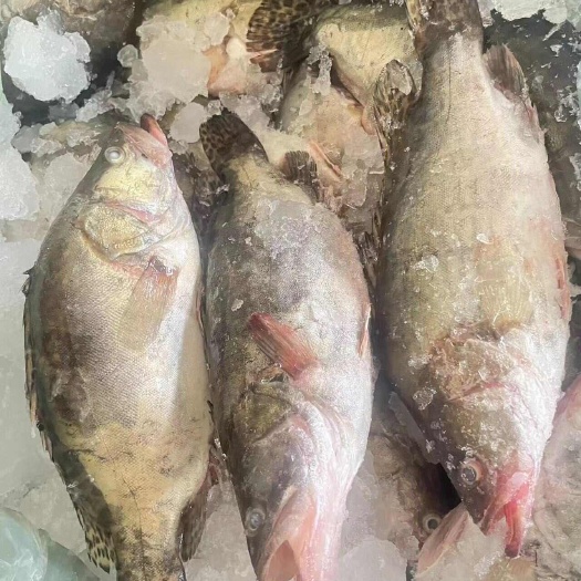 佛山臭鳜鱼加工原料，速冻鳜鱼