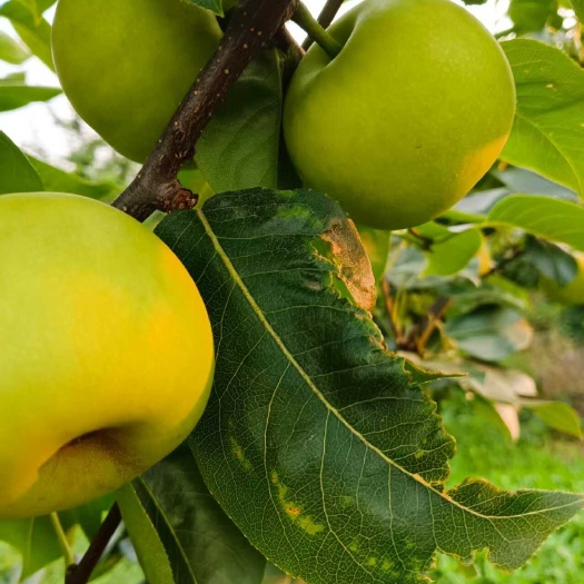 枣阳市生态种植翠玉梨  自然成熟绿色健康更美味