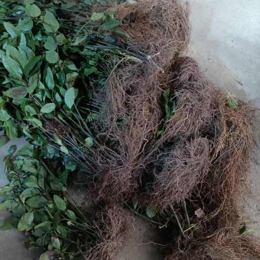 上林县药用草珊瑚量大，可代收、加工丶晒干。草珊瑚苗量大可议
