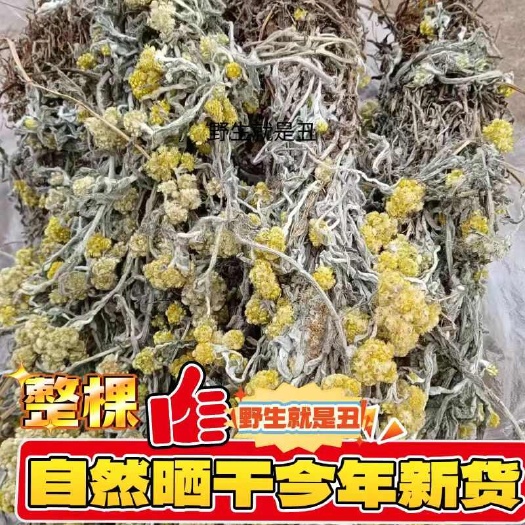 野生整颗鼠曲草不带根，清明草白头翁佛耳草全草秋菊草田艾中药