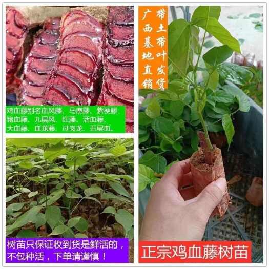 灵山县鸡血藤苗密花豆五层风紫梗藤马鹿花营养袋种植苗带土带叶