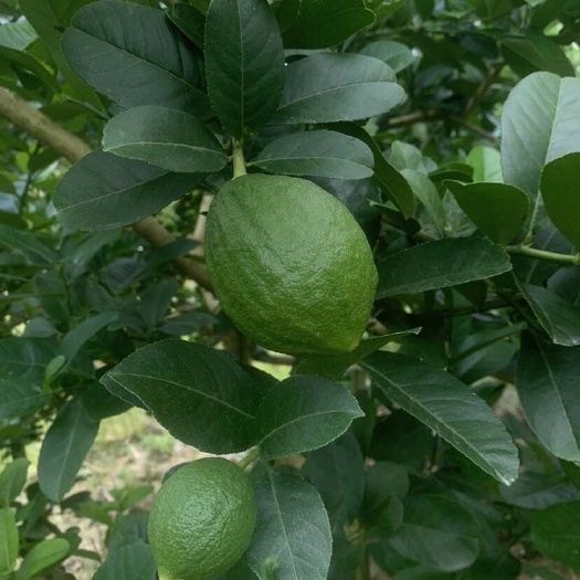 江门广东江门无籽香水柠檬