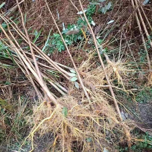 成都黄柏苗基地直供 量大从优