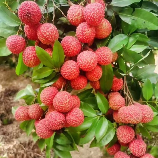 高州市高州桂味荔枝，有意来电