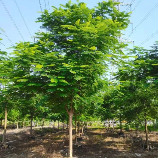 漳浦县凤凰木1-20公分粗红花楹凤凰树苗批发零售