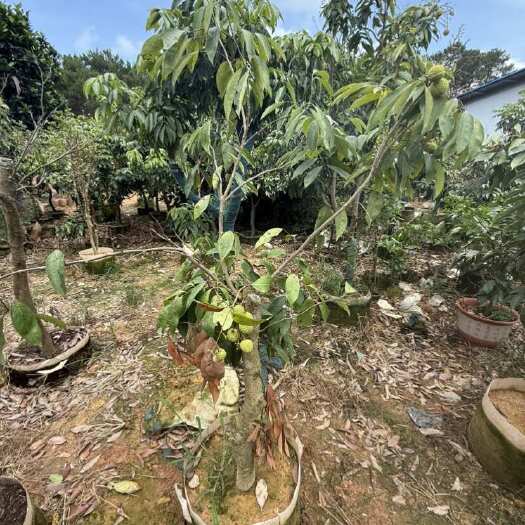 灵山县桂味荔枝苗 高50公分以上早熟品种 支持多种运输方式