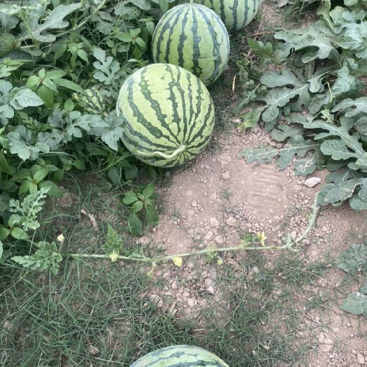 湖南常德美都西瓜新鲜采摘有籽西瓜汁多味甜现摘现发