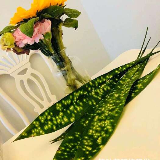 沐川县蜀滋源  现挖新鲜粽苗一叶兰花粽叶苗子铜钱花爆米花一条河粽叶