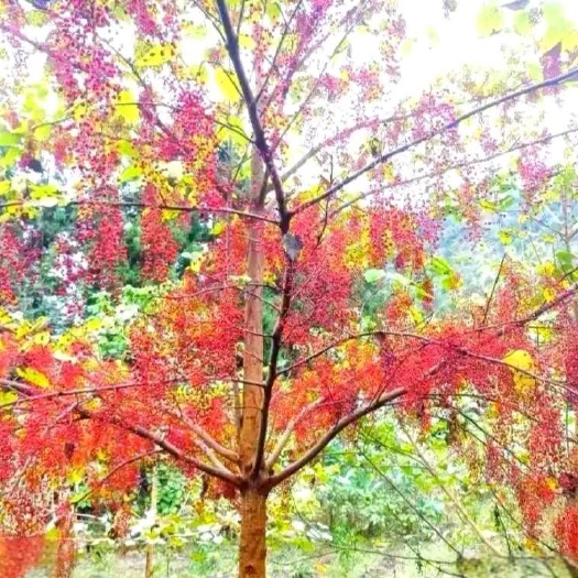 苍溪县山桐子