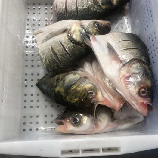 白鲢鱼头600-700g
20个/箱