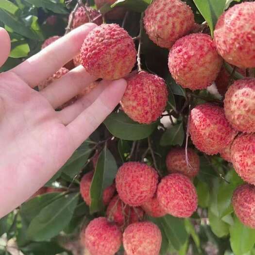 广州荔枝