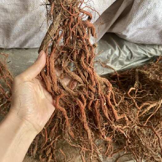 诸城市山东红土丹参