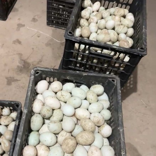 鲁山县新鲜散养鸭蛋，养殖基地源头直发