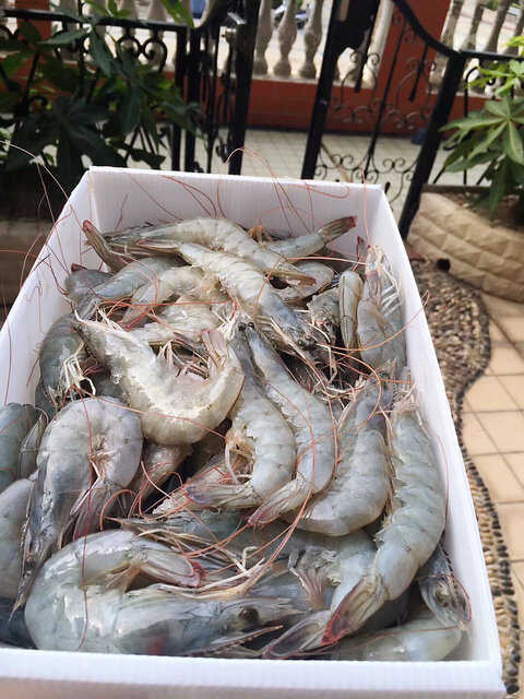 青岛大虾新鲜船冻
