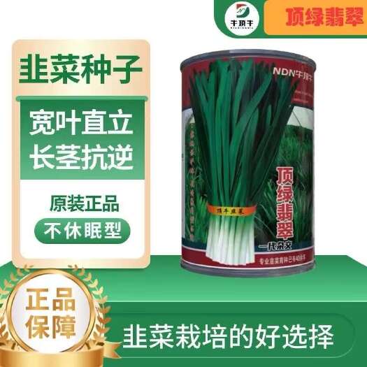 宿迁一代杂交顶绿翡翠韭菜种子 长茎抗病不休眠韭菜种子 原厂正品