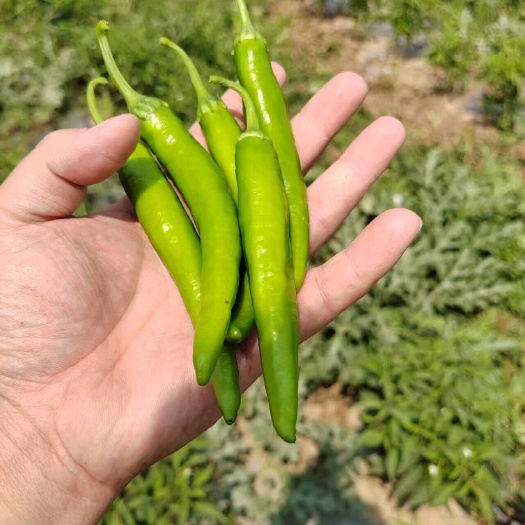 鸡泽县鲜辣椒