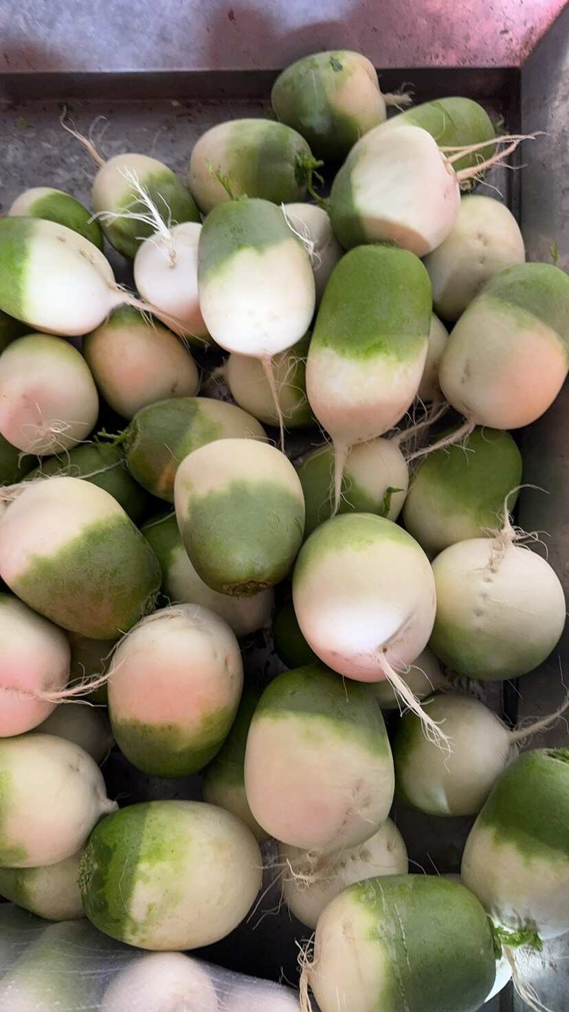 宝玉萝卜，红心萝卜，水果萝卜，南韩萝卜，白萝卜价格美丽，批发