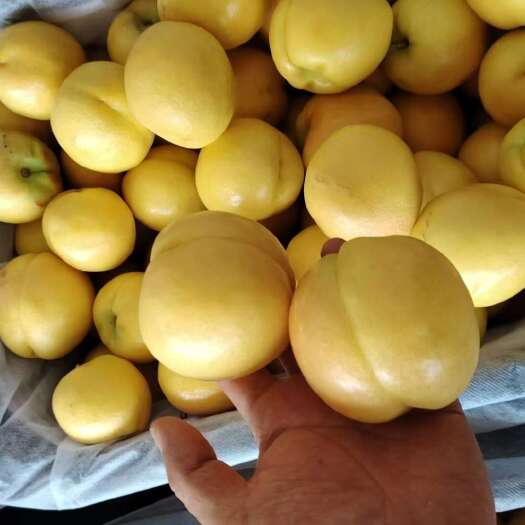 夏县48纸袋黄桃