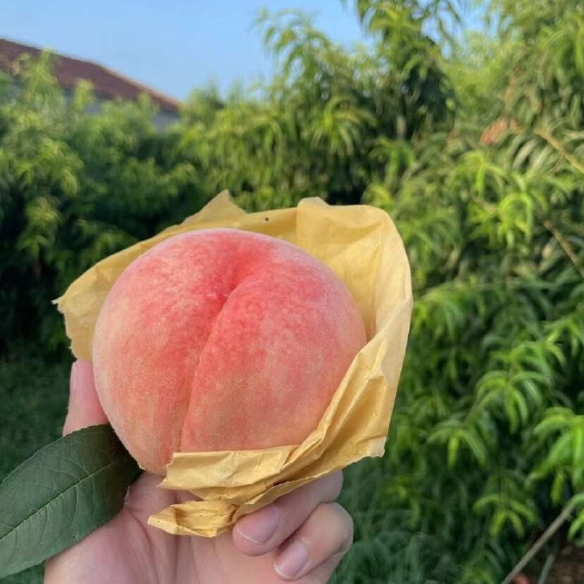 无锡无锡阳山水蜜桃阳湖水蜜桃果园直发每天稳定供应欢迎上门查看