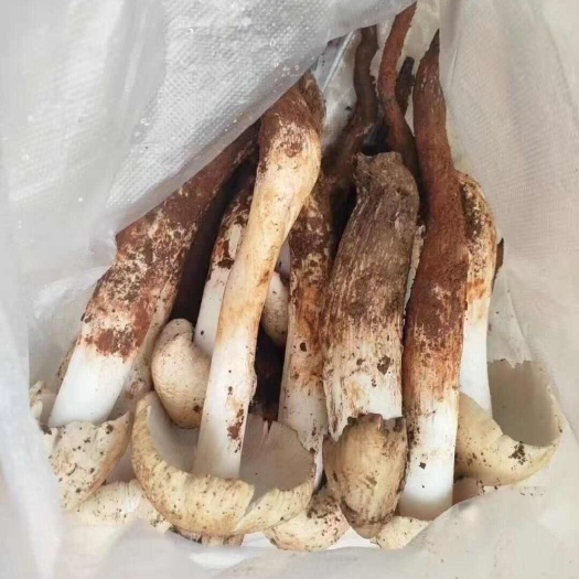 大关县鸡枞菌
