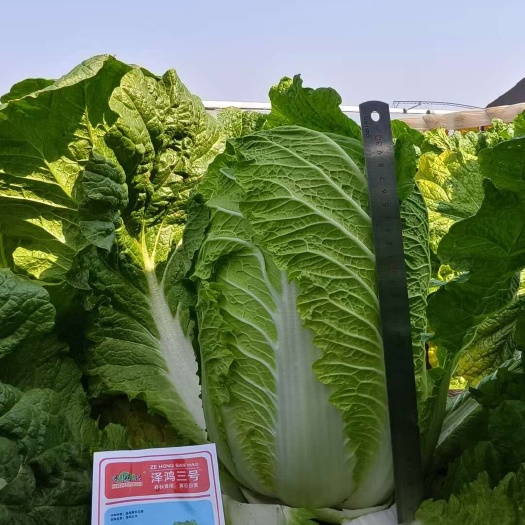夏邑县泽鸿三号黄心白菜种子
