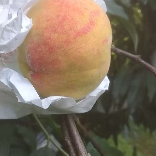 乐昌市九峰黄桃