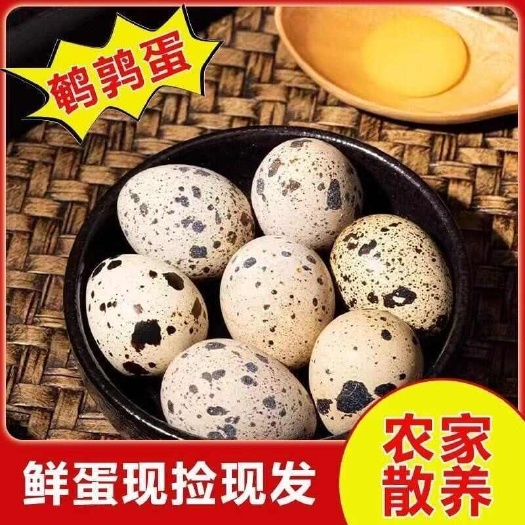 濮阳县新鲜鹌鹑蛋生鲜农家杂粮喂养孕妇营养宝宝散养辅食整箱鸟蛋批发