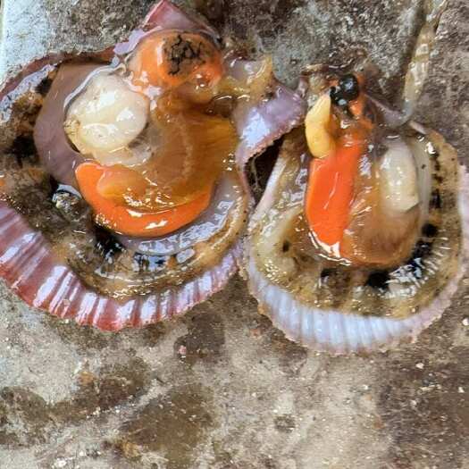刺贝 通货可过筛
